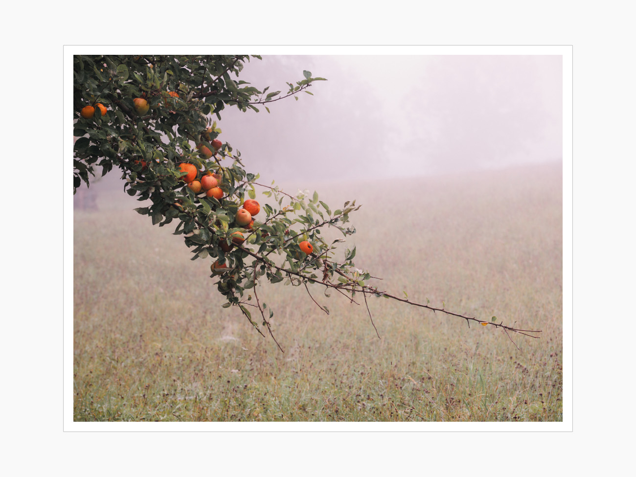 Max Schiefele Alle Bilder  DSF1421